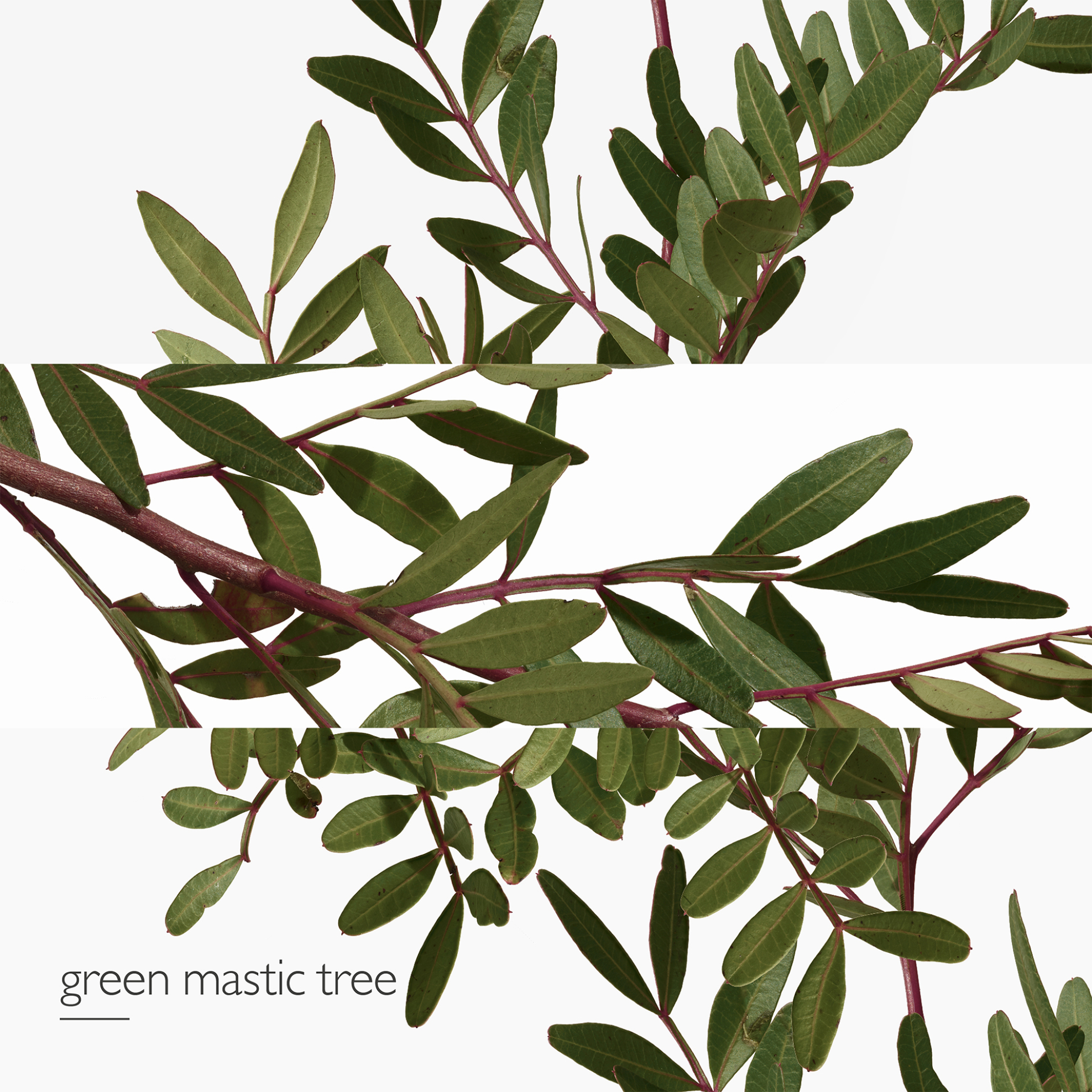 Hermès Un Jardin en Méditerranée Eau de Toilette - 712650/1 φωτογραφία