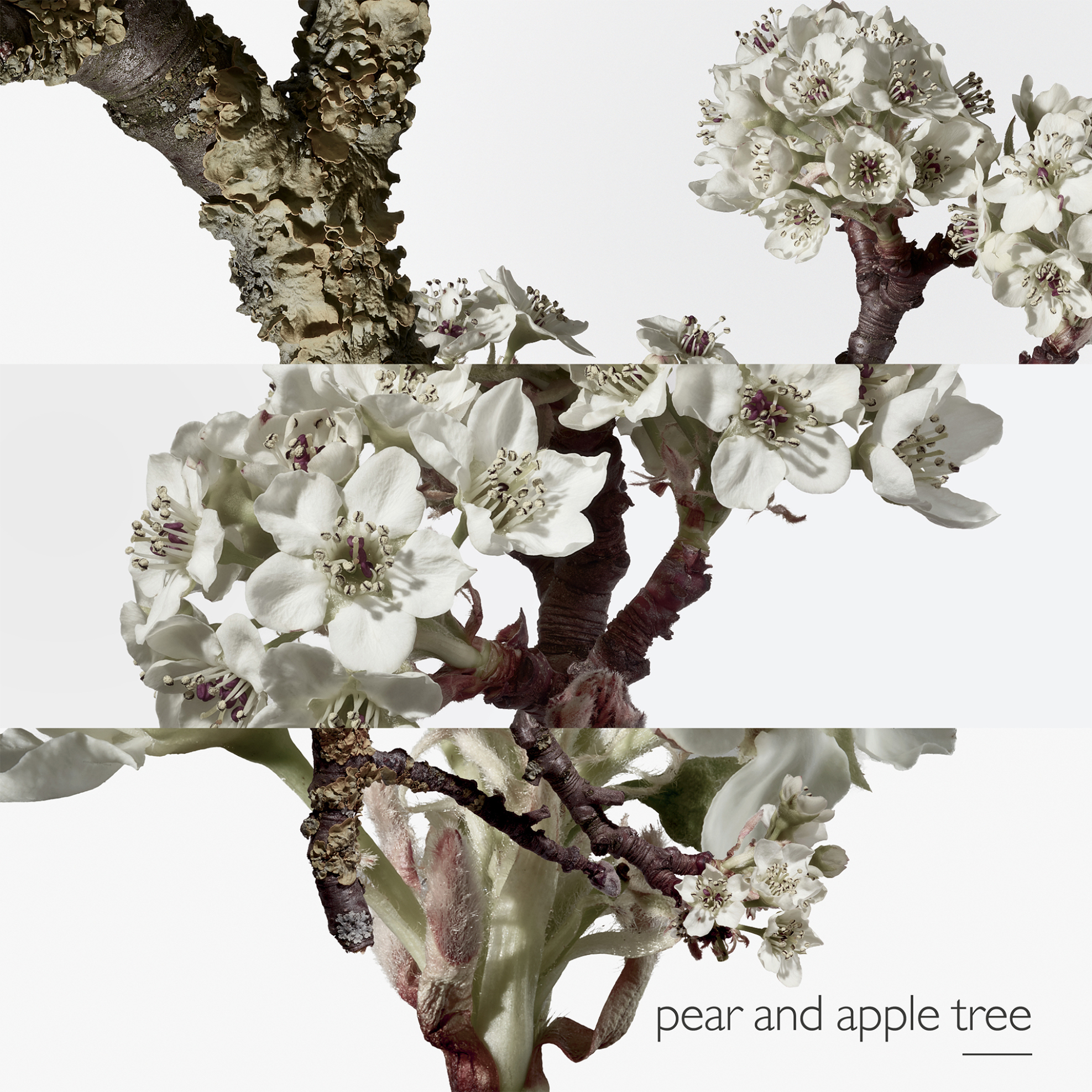 Hermès Un Jardin sur le Toit Eau de Toilette - 28103 φωτογραφία