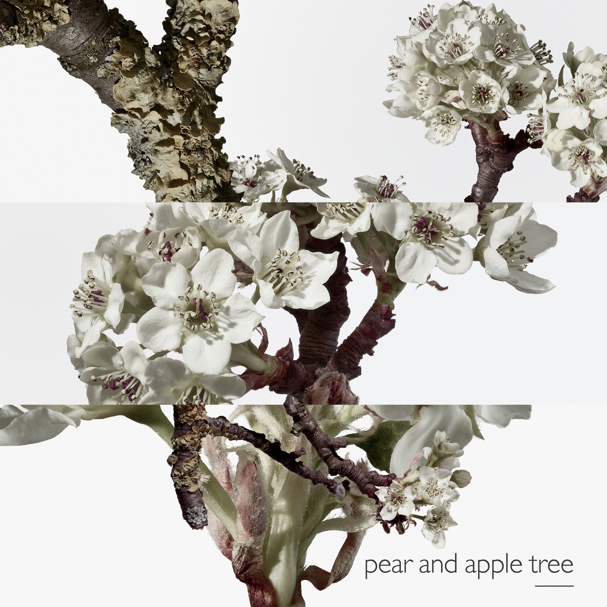 Hermès Un Jardin sur le Toit Eau de Toilette - 28105 φωτογραφία