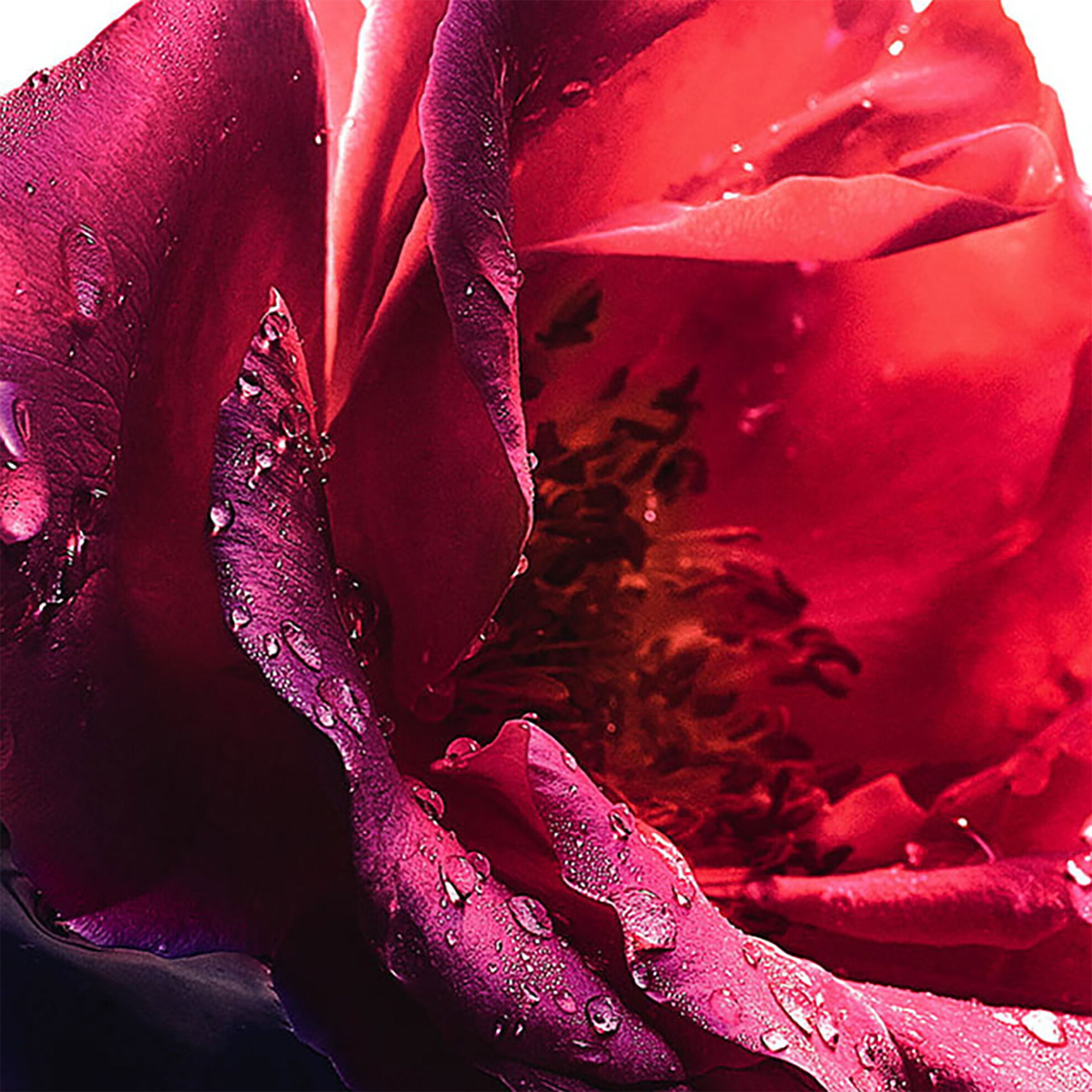 Guerlain La Petite Robe Noire Eau de Toilette - G011474 φωτογραφία