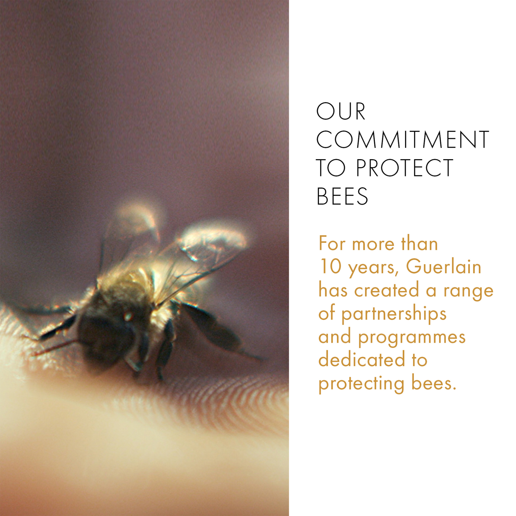 Guerlain Abeille Royale Daily Repair Serum - G061094 φωτογραφία