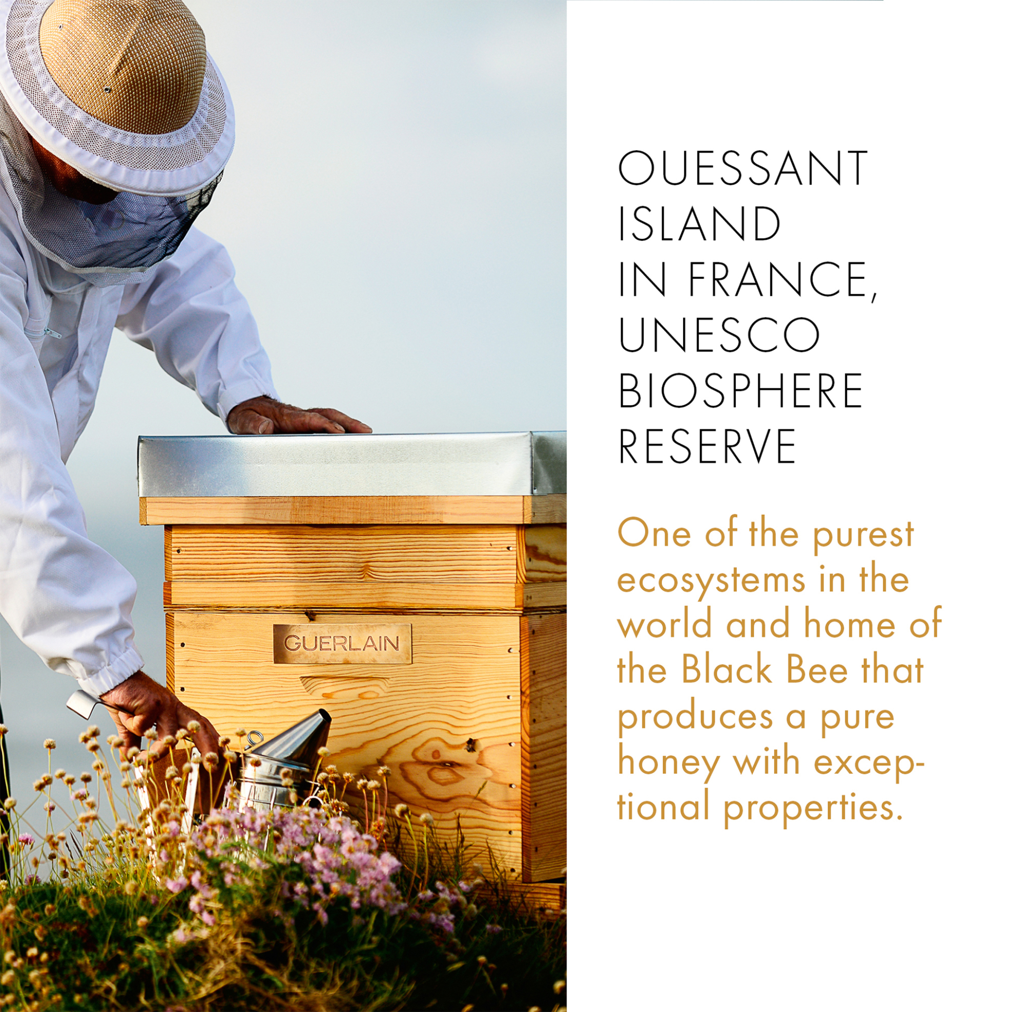 Guerlain Abeille Royale Daily Repair Serum - G061094 φωτογραφία