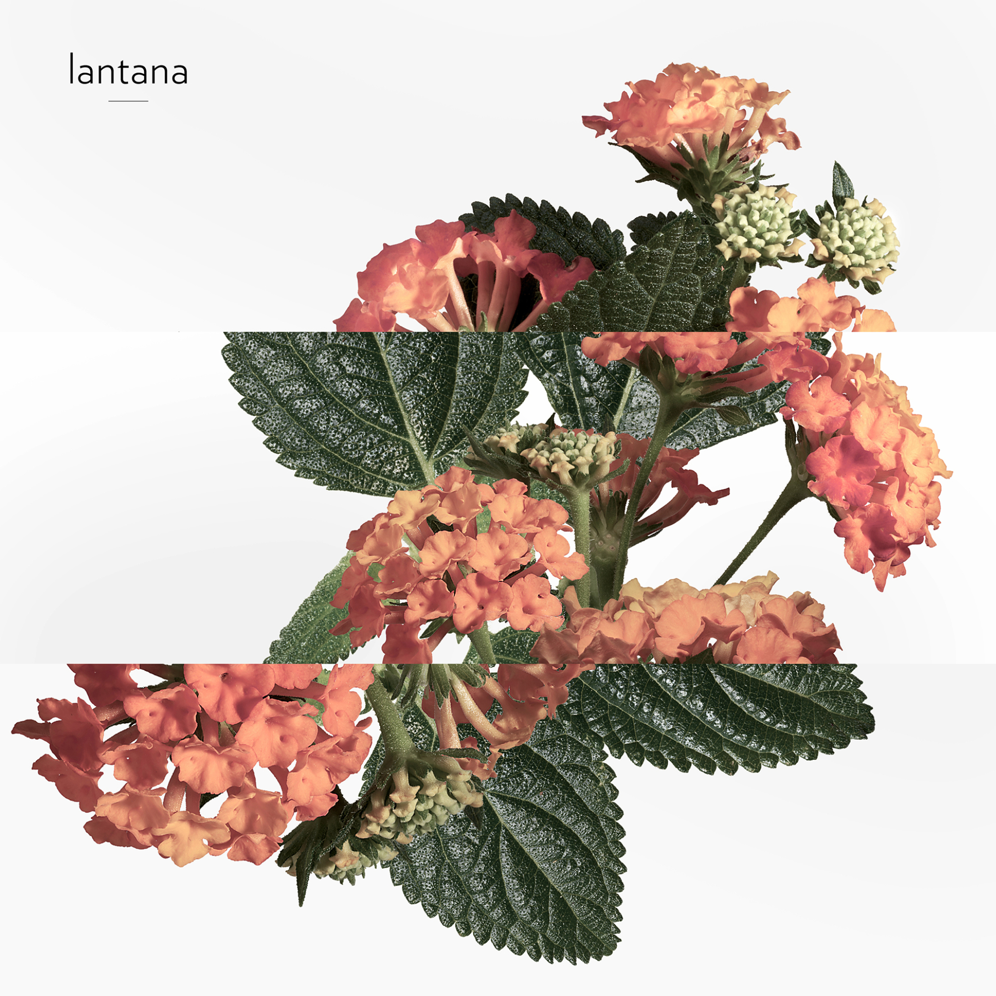 Hermès Eau de Rhubarbe Écarlate Eau de Cologne - 107161V0 φωτογραφία