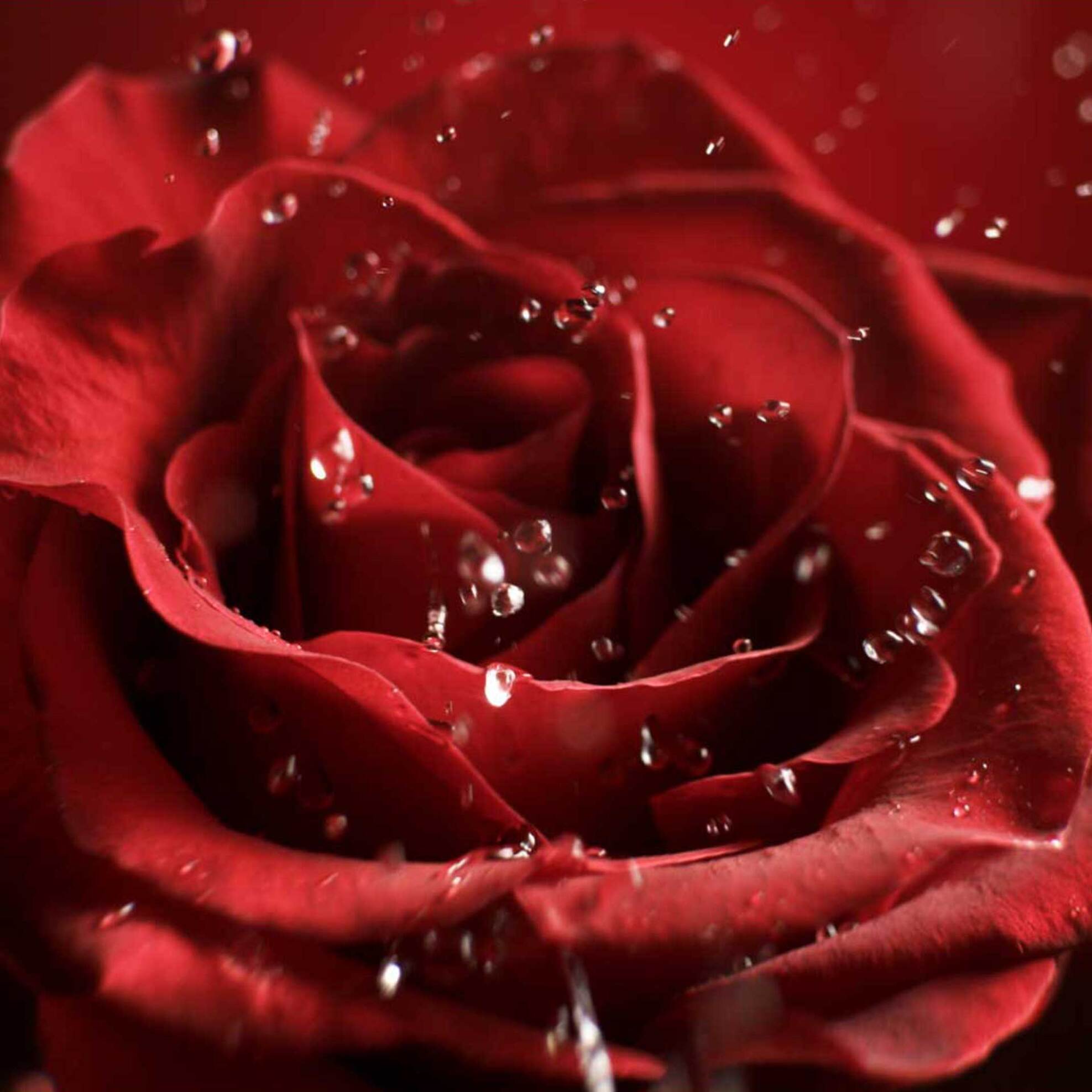 Shiseido Ginza Intense Eau de Parfum - 19988 φωτογραφία