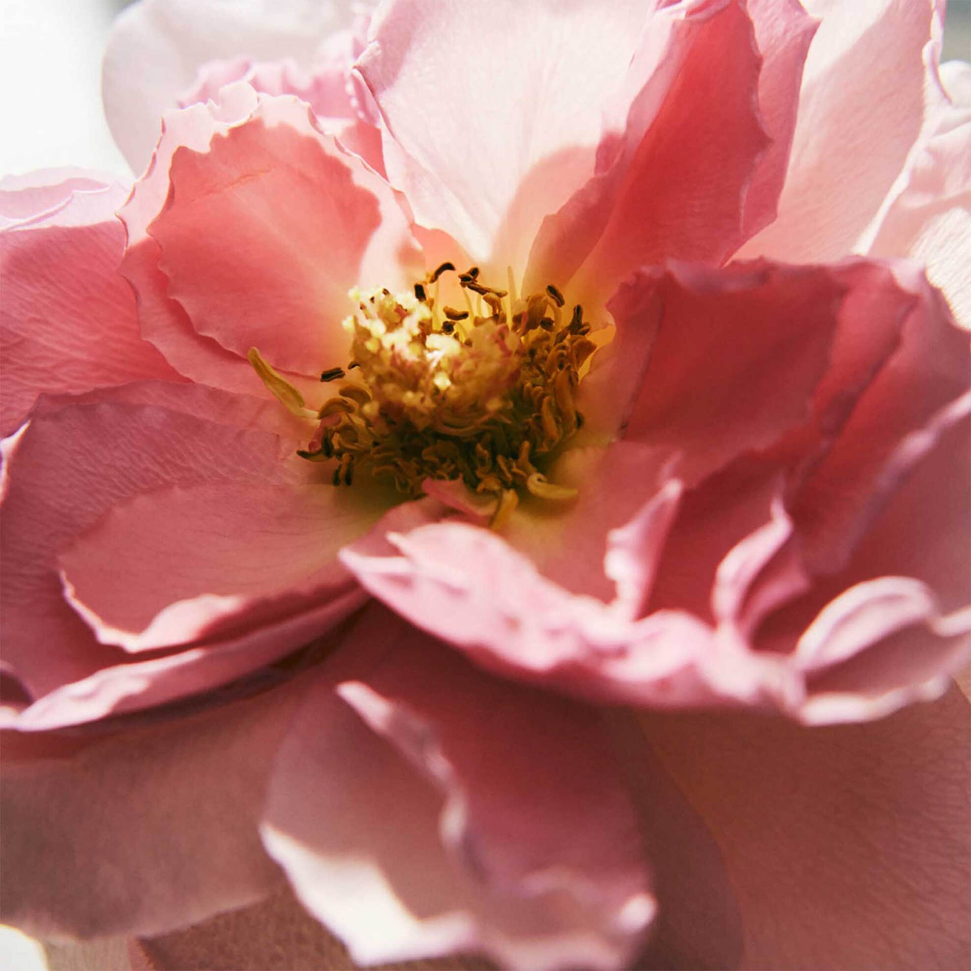 Chloé Signature L'Eau de Parfum Lumineuse - 8571052136 φωτογραφία