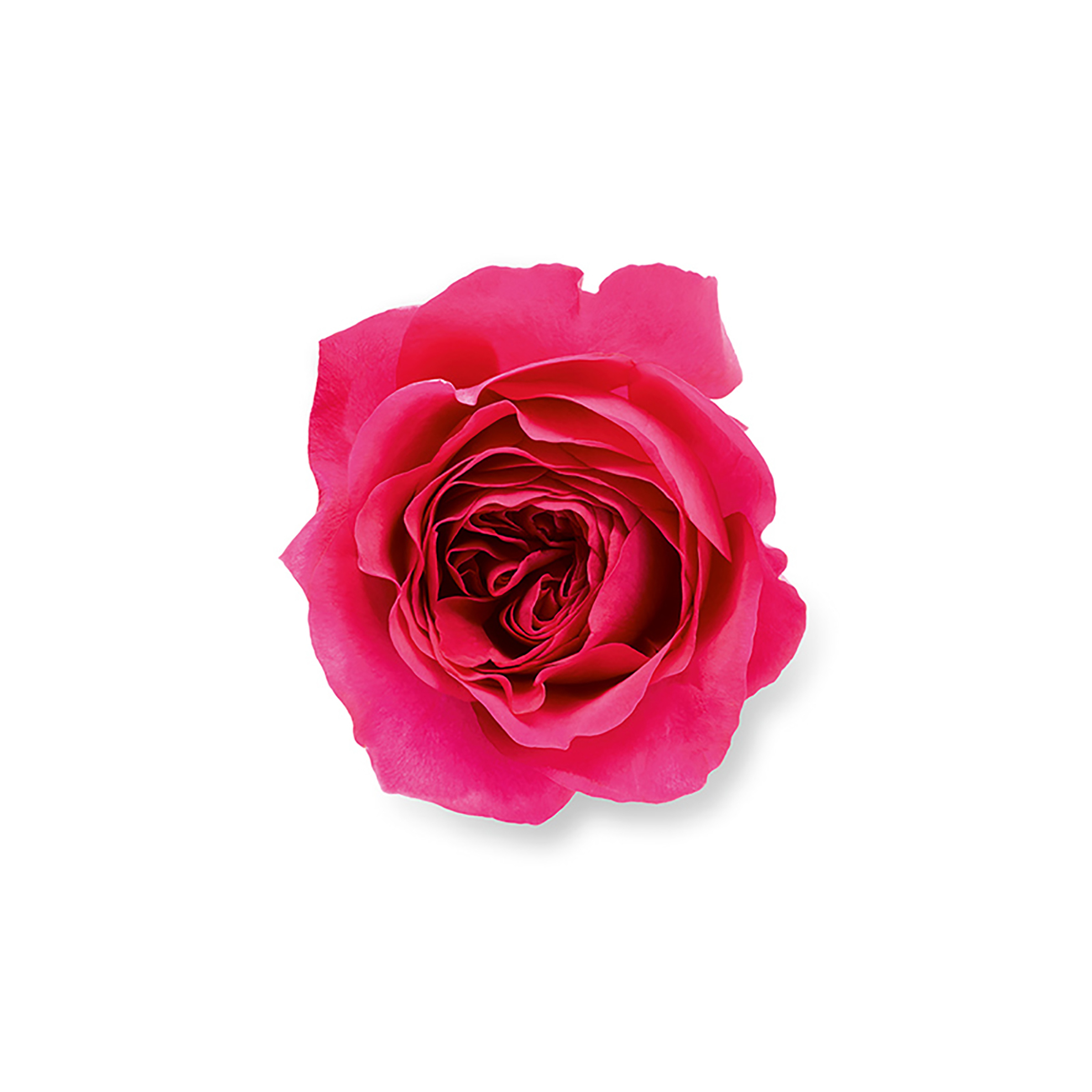 Armani Emporio Armani Because It's You She EdP - 3605522041486 φωτογραφία