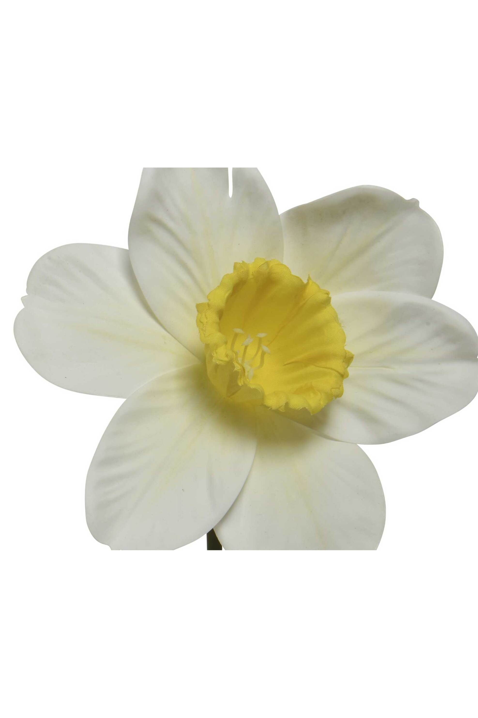 Kaemingk διακοσμητικό λουλούδι narciscus - 801229 φωτογραφία