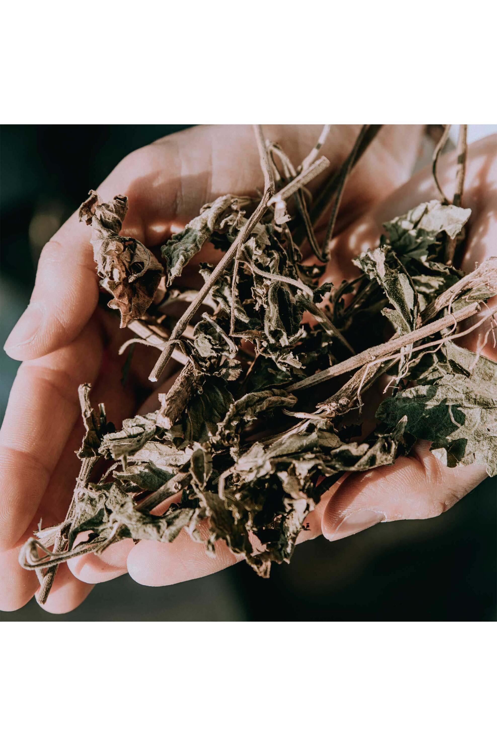 Armani Acqua di Giò Profumo Eau de Parfum Refill 150 ml - 3614273906319 φωτογραφία